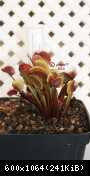 Dionaea royal red (3)