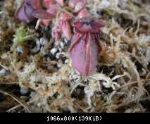 cephalotus follicularis.