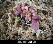 cephalotus follicularis