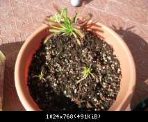 Drosera capensis marzo