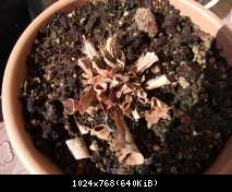 Sarracenia purpurea marzo