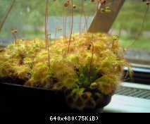 drosera occidentalis x pulchella