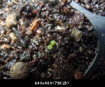 Semine palustri: Carex sp.