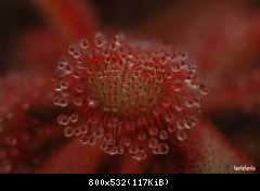 droserea rotundifolia cpitalia