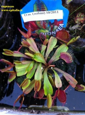 Dionaea typ6.jpg