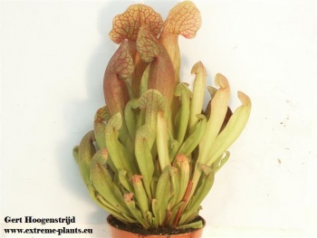 Sarracenia purpurea hybride B.jpg